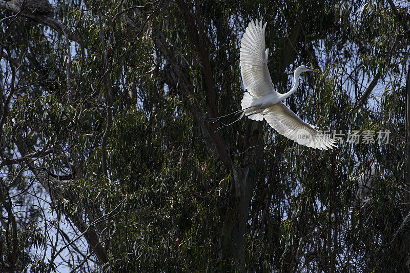 在埃尔克霍恩沼泽筑巢区飞行中的大白鹭