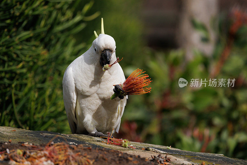 硫冠凤头鹦鹉，仙人掌