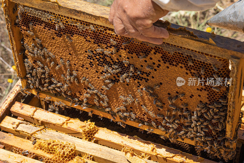 养蜂人从蜂箱中取出一块布，控制蜜蜂的工作