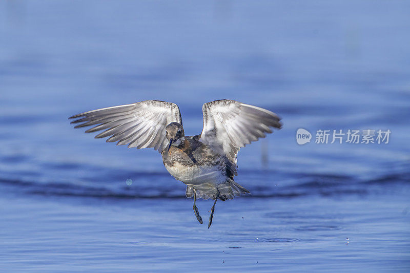 飞行中的雄性红颈Phalarope