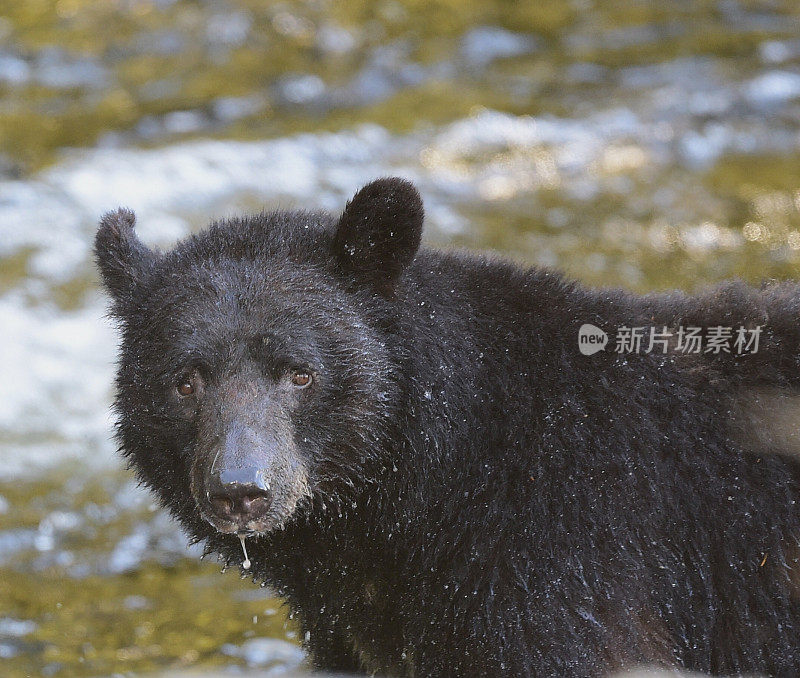 黑熊