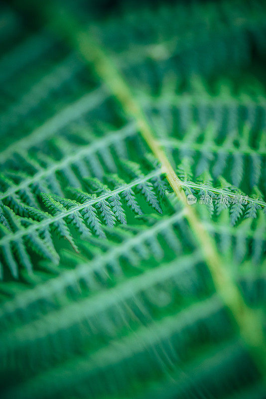 宏观背景摘要自然主题:蕨类植物叶子的极端特写