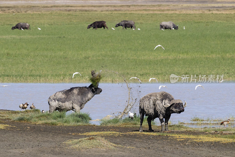 非洲水牛生活在非洲，靠近河流。