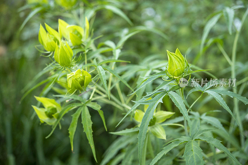 芽的芙蓉