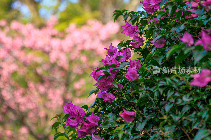 叶子花属