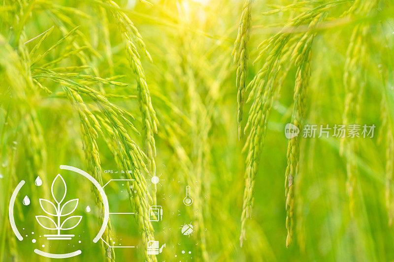 具有现代科技理念的智慧农业。稻田里的稻穗，智慧农业的象征。可持续农业。精准农业。气候监测。农场管理系统。