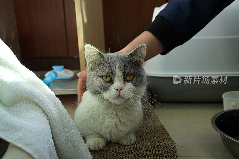 男子安抚猫