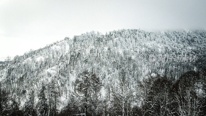 冬天在山上，雪覆盖的松林，冰冻的森林，鸟瞰雪林和山景，雪山的顶峰，雪松