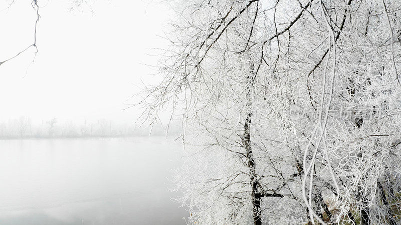 覆盖着霜雪的树枝悬挂在一条河上——雾蒙蒙的冬日风景