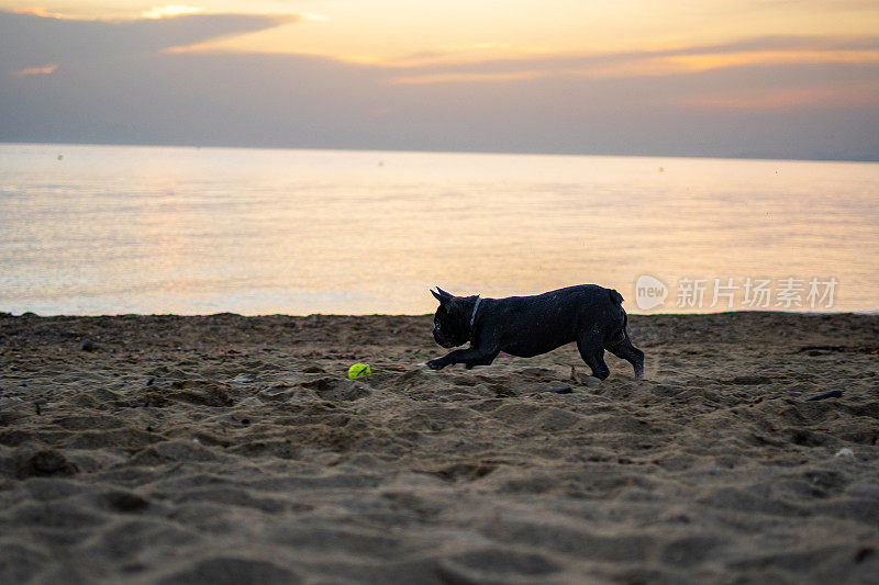 法国斗牛犬在沙滩上追逐球