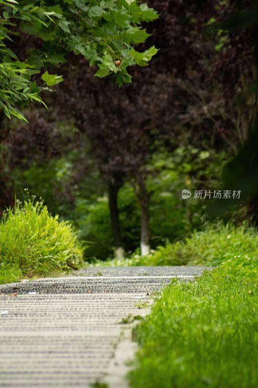 垂直拍摄的中国四川省青龙湖公园里郁郁葱葱的步道