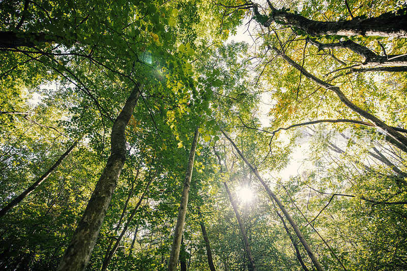 健康的绿色森林，阳光从树木中照进来