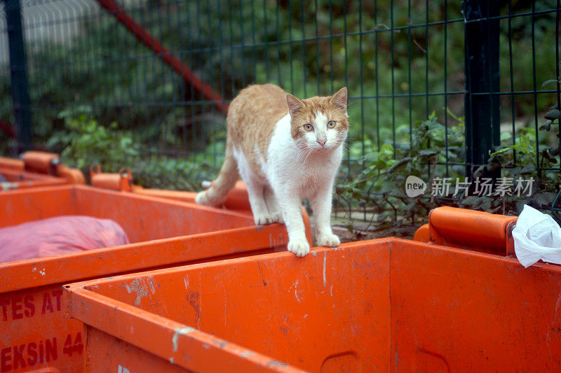 伊斯坦布尔的流浪猫