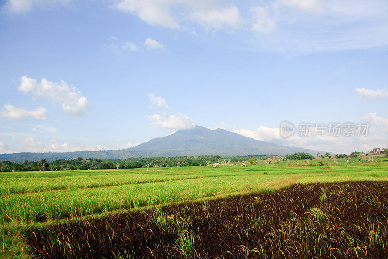 田野和日出