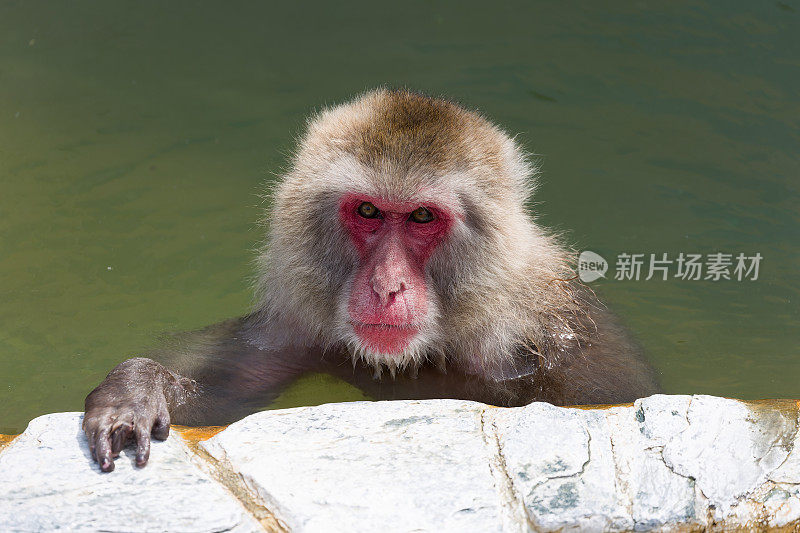 一只日本猕猴(雪猴)泡在北海道北部的火山温泉里