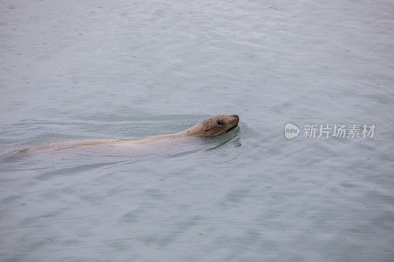 星星海狮