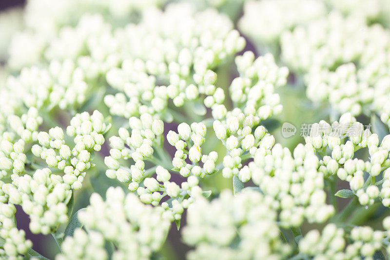 白色水杨花正在萌芽