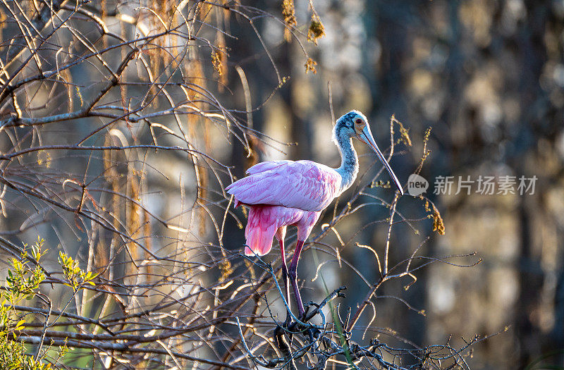美国佛罗里达州中部奥兰多湿地公园里的粉红色玫瑰琵鹭