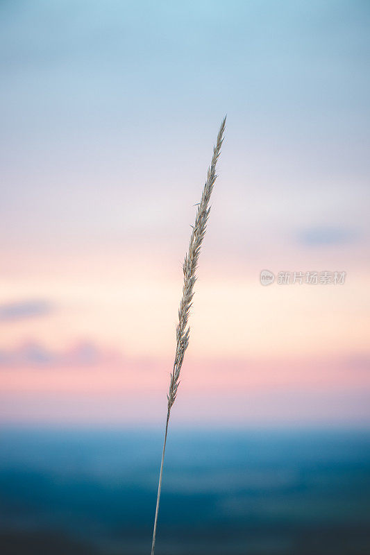 微距照片的玉米秸秆在日落，所有的颜色在天空中发挥的背景。一首诗与和谐