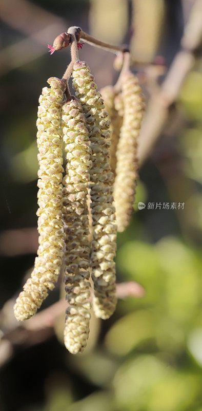 榛(榛属)雌雄柳絮