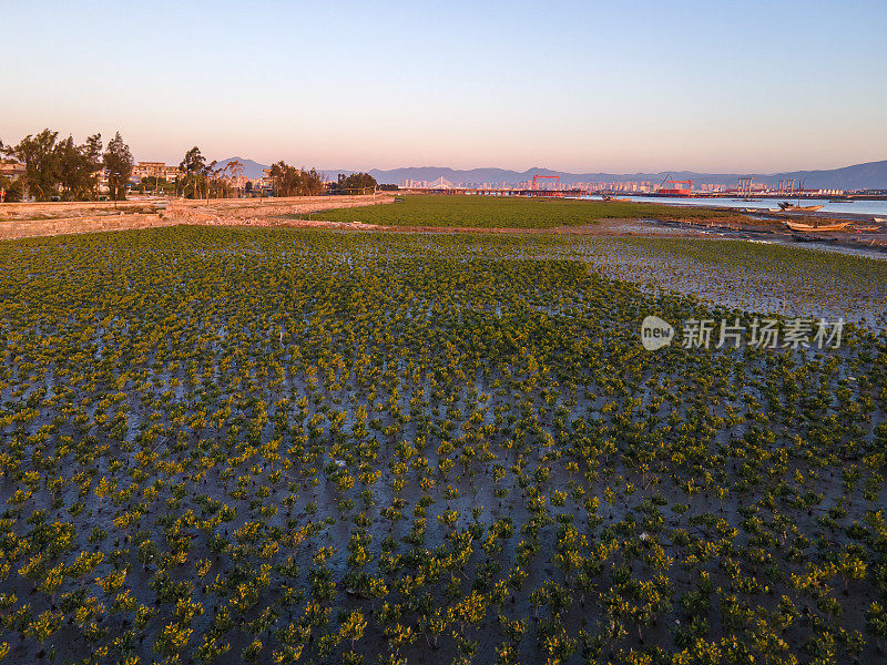 日出时海滩湿地上的红树林