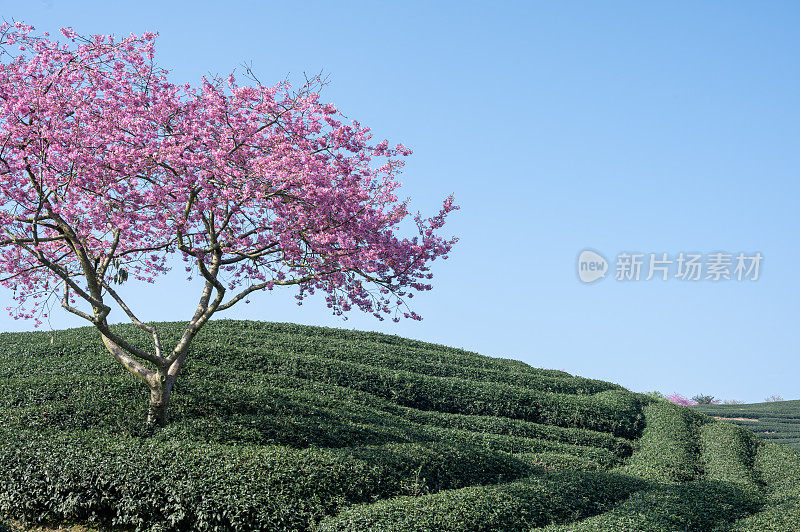 粉红色的樱花在绿色的茶园