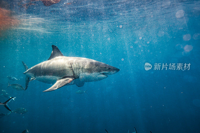 大白鲨带着血和鱼游过浑浊的水