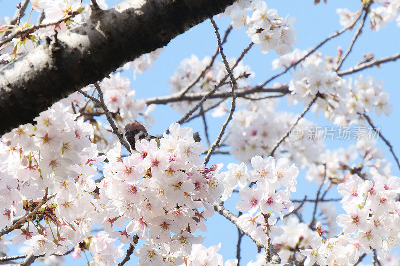 一只麻雀栖息在樱桃树上