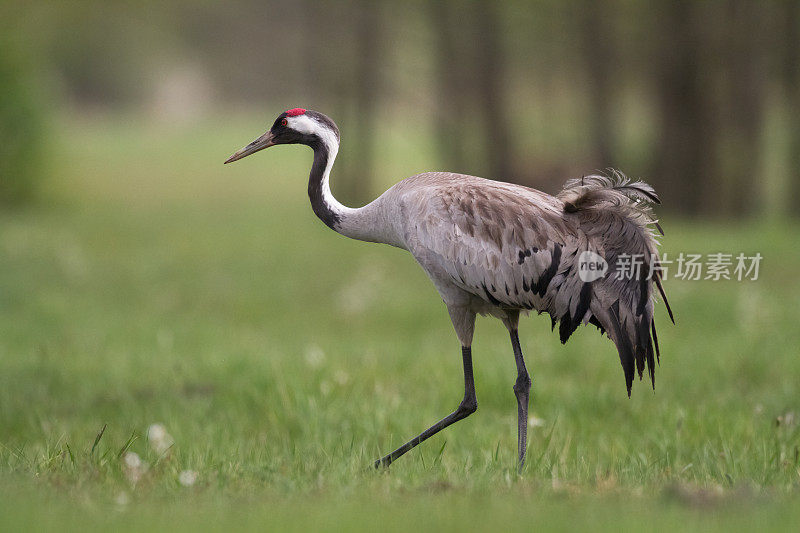 鸟类-普通鹤格鲁斯格鲁斯，走在草地上，春天的波兰欧洲