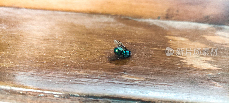 东方蓝蝇死在木窗台上，近距离拍摄闪亮的绿色苍蝇