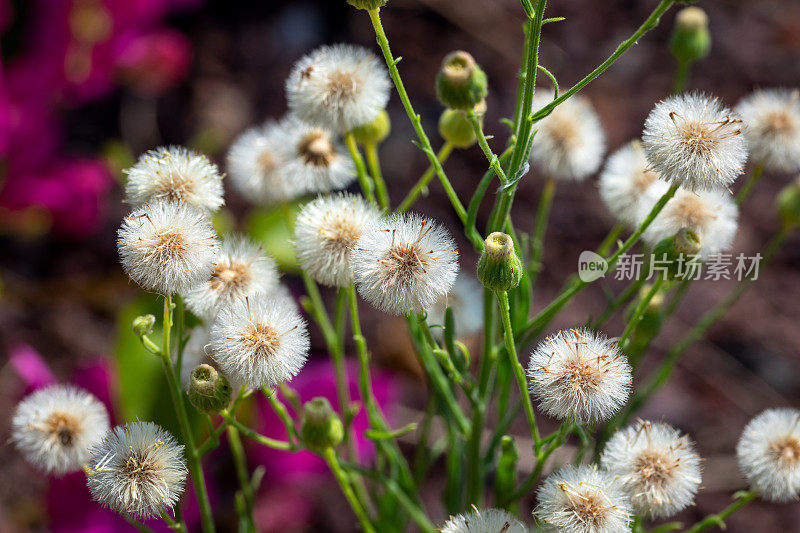 马草特写。飞蓬属植物Sumatrensis。