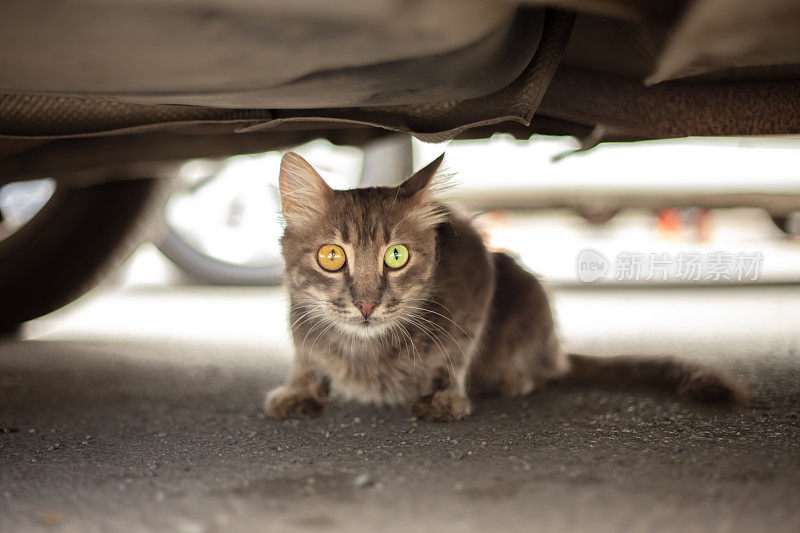 一只眼黄，一只眼绿的流浪猫。