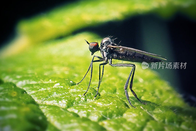 刺蝇科刺蝇昆虫