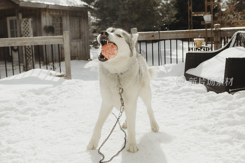 哈士奇在雪地里玩耍