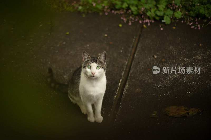 流浪虎斑猫在看镜头。