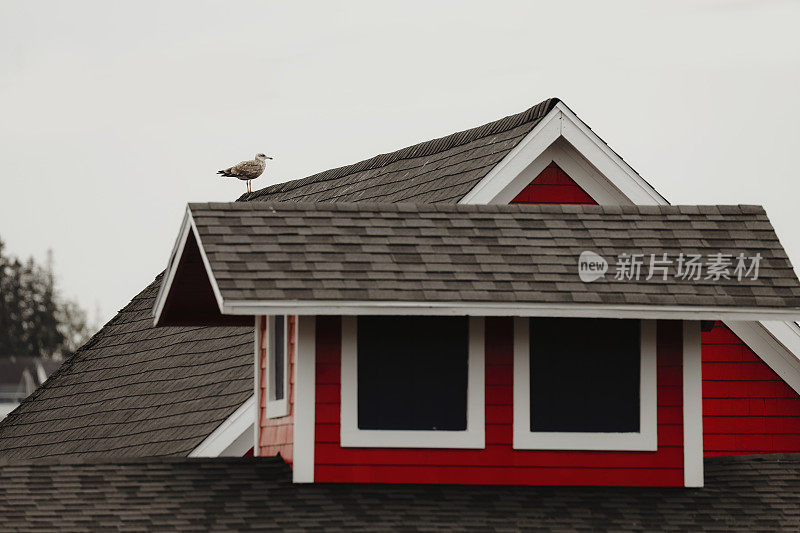 新斯科舍省海岸屋顶上的海鸥