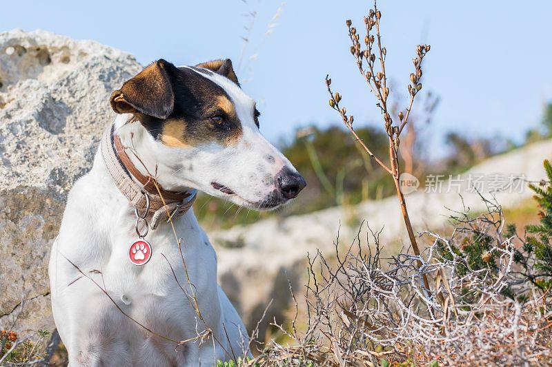 在马耳他，一只狐梗和指示器杂交品种的狗的脸特写，有着淡褐色的眼睛