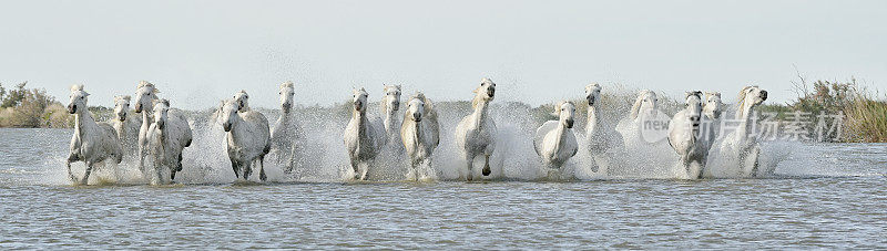 在水中奔跑的白马
