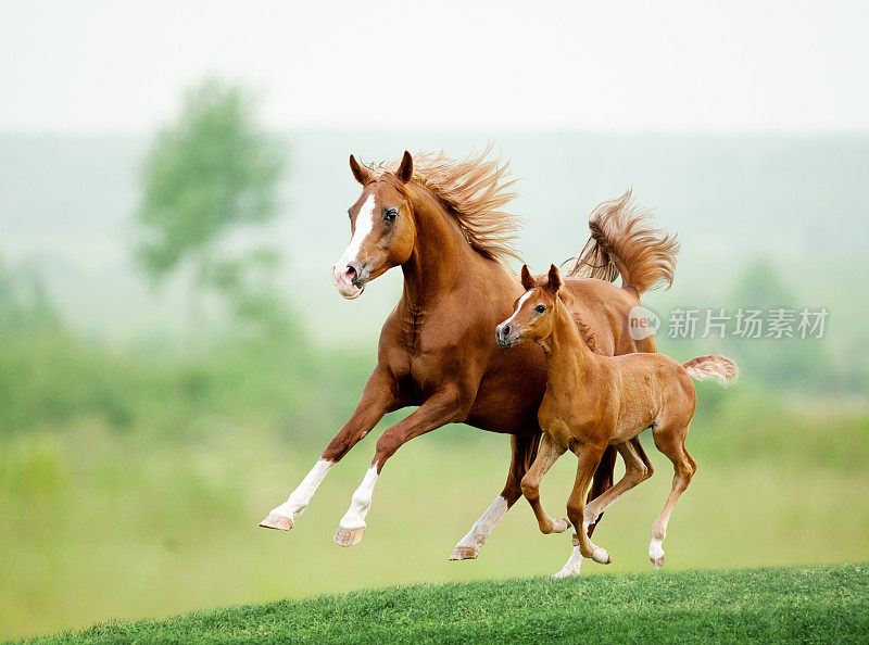 草地上奔跑的马。夏天的一天