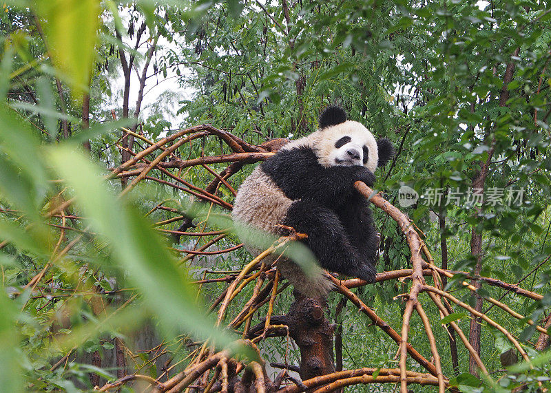 中国陕西大熊猫保护区内熟睡的大熊猫