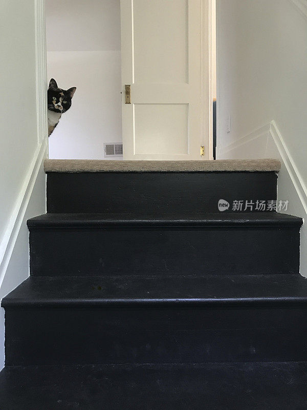 猫在楼梯上