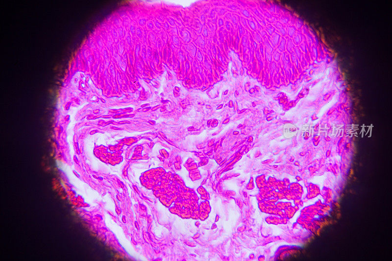 显微镜下食管横切面组织