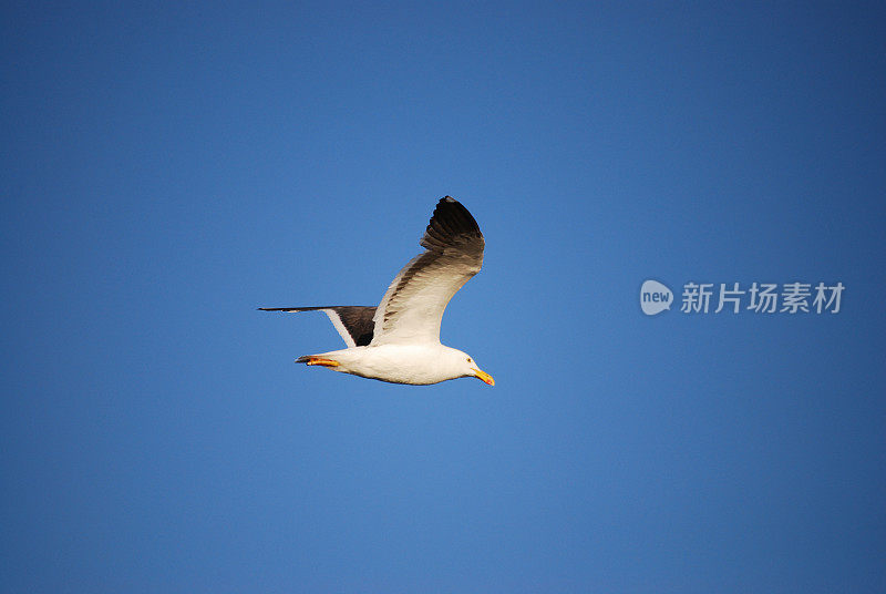 海鸥在飞