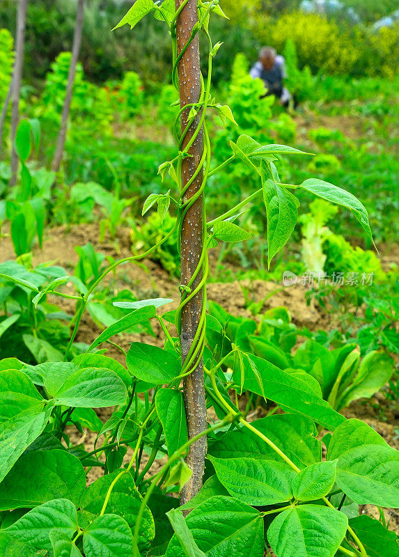 杆子上的青豆的嫩茎