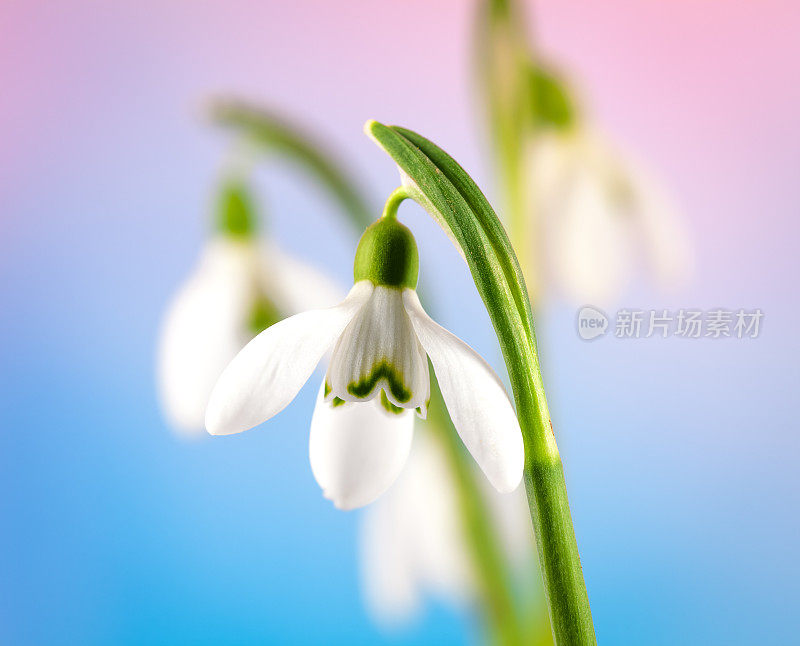 雪花莲