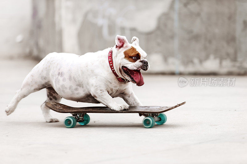 狗滑板