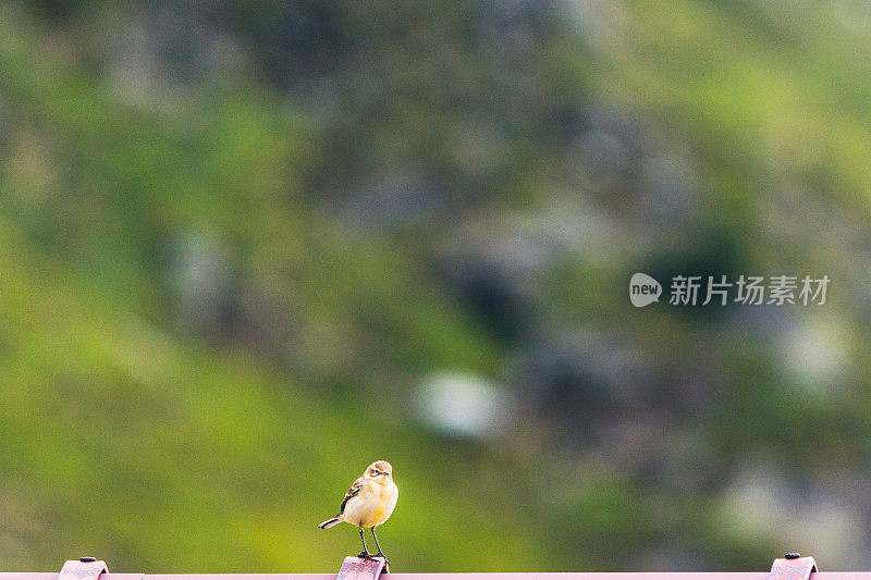 麻雀在屋顶