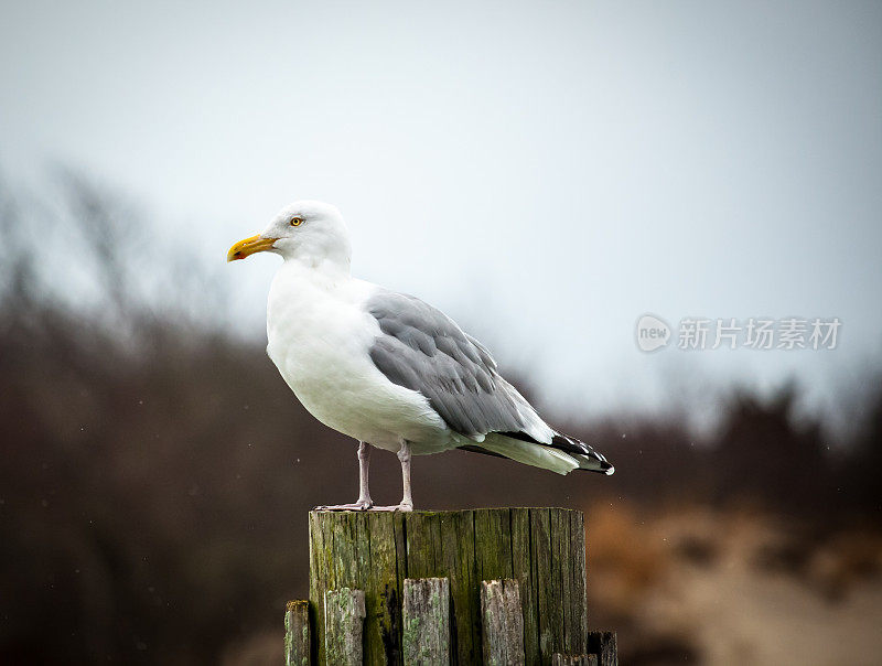 海鸥栖息在柱子上