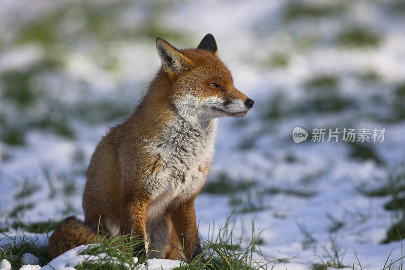 雪地里的红狐狸