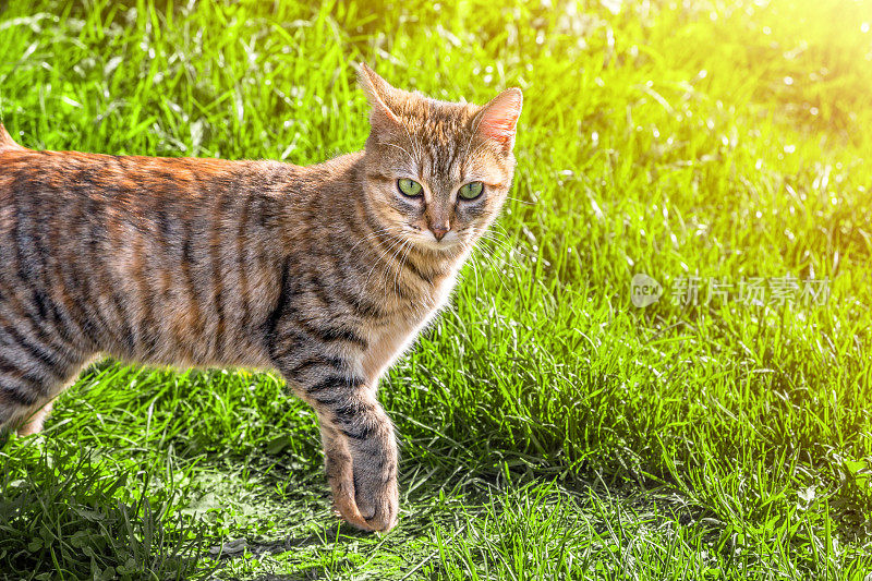 棕色条纹猫动物在阳光下在绿色的草